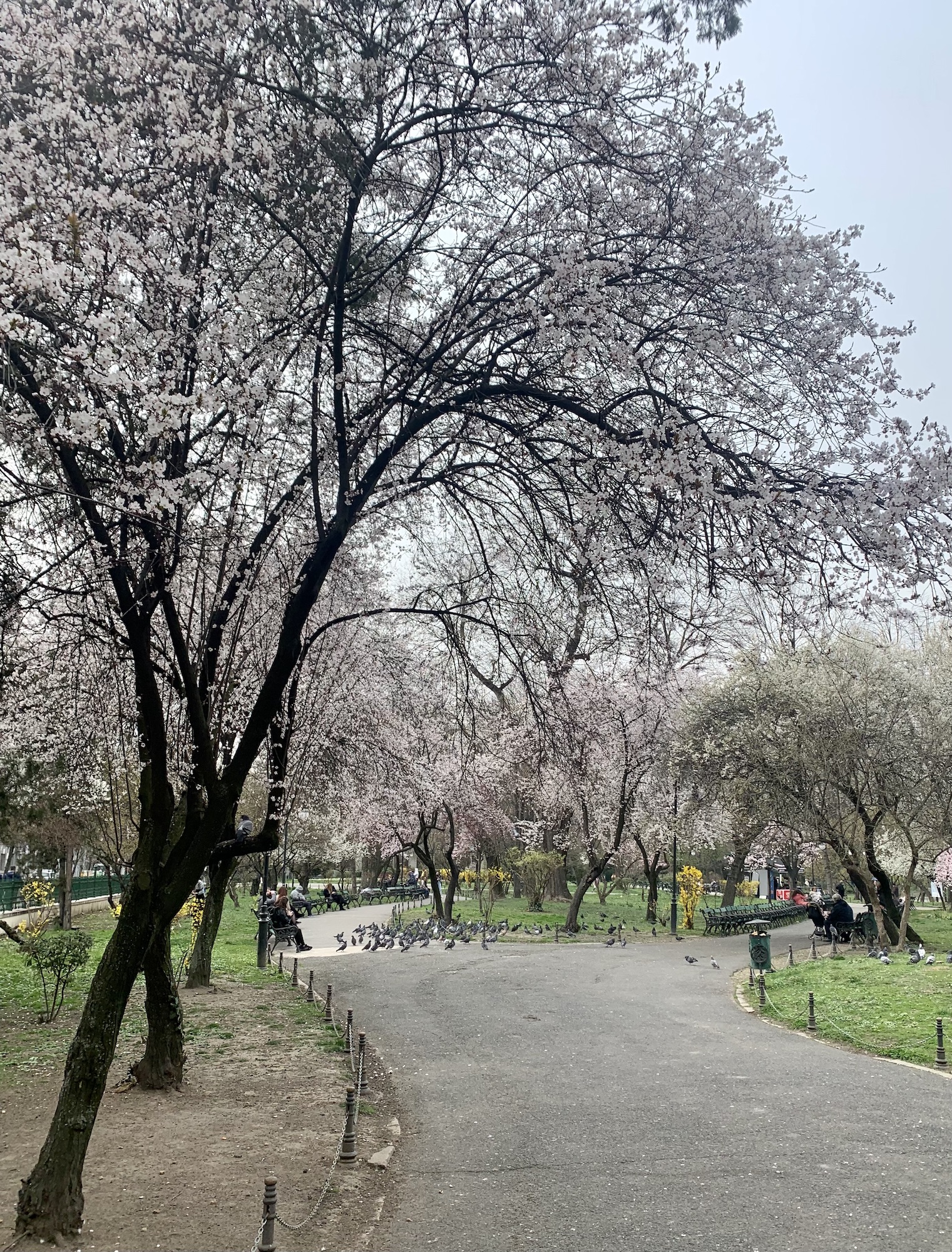 Bucharest – Cișmigiu Park